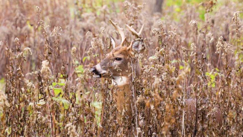 Whitetail buck deer (odocoileus virginianus) standing in tall weeds then running in during fall in Wisconsin