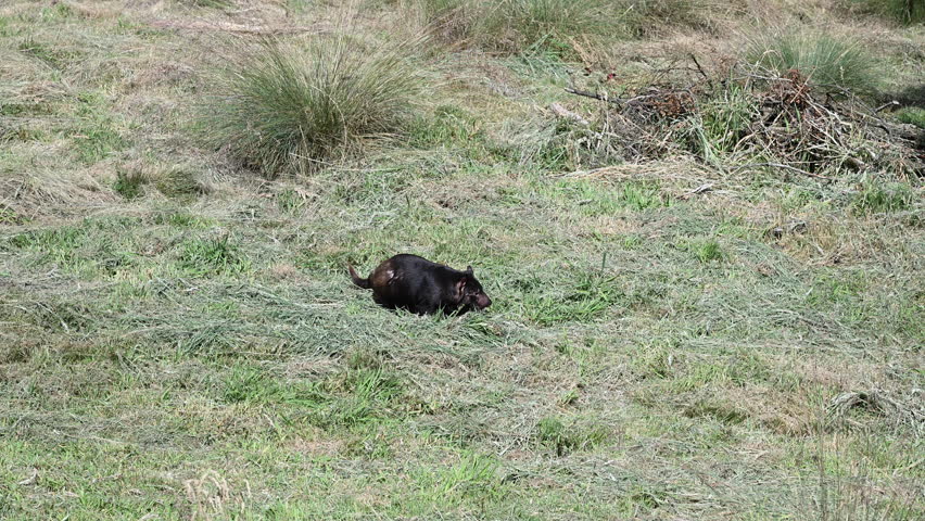 iconic Tasmanian devil, Sarcophilus harrisii, the largest carnivorous marsupial only native to Tasmania and highly endangered species on the brink to extinction