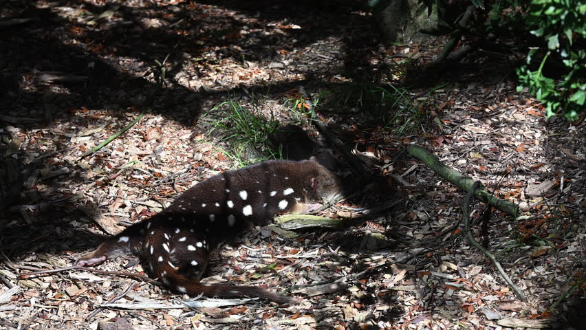 Spotted tail Quoll, Dasyurus maculatus, also Tiger Quoll, a carnivorous marsupial, highly endangered species on the brink to extinction, living in protective enclosure