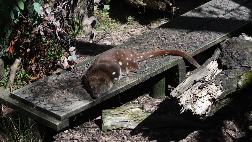 Spotted tail Quoll, Dasyurus maculatus, also Tiger Quoll, a carnivorous marsupial, highly endangered species on the brink to extinction, living in protective enclosure