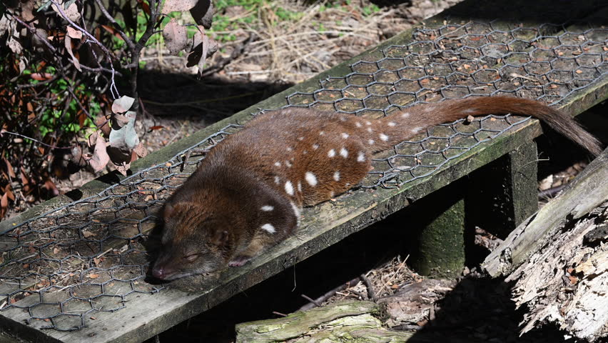 Spotted tail Quoll, Dasyurus maculatus, also Tiger Quoll, a carnivorous marsupial, highly endangered species on the brink to extinction, living in protective enclosure