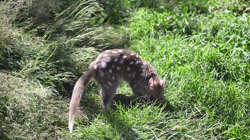 eastern Quoll, Dasyurus viverrinus, small carnivorous marsupial fast and agile solitary predator and endangered species living in a protective enclosure.