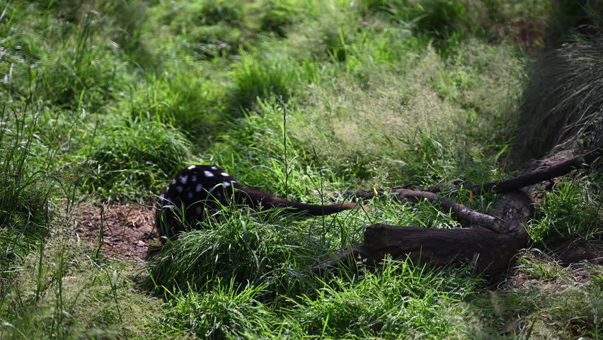 eastern Quoll, Dasyurus viverrinus, small carnivorous marsupial fast and agile solitary predator and endangered species living in a protective enclosure.