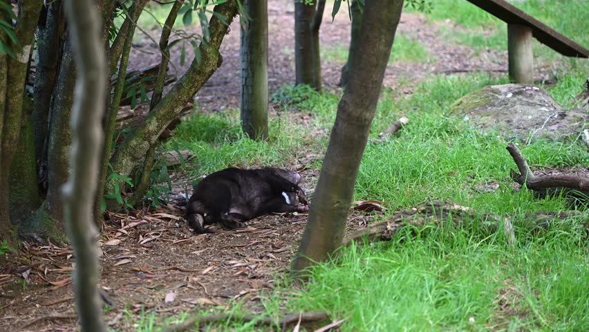 iconic Tasmanian devil, Sarcophilus harrisii, the largest carnivorous marsupial only native to Tasmania and highly endangered species on the brink to extinction
