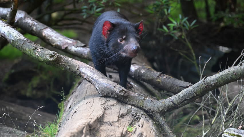 iconic Tasmanian devil, Sarcophilus harrisii, the largest carnivorous marsupial only native to Tasmania and highly endangered species on the brink to extinction