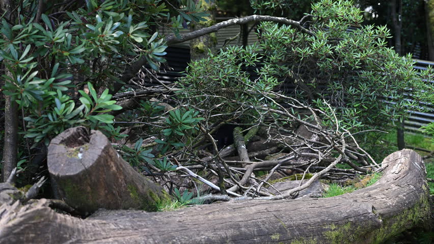 iconic Tasmanian devil, Sarcophilus harrisii, the largest carnivorous marsupial only native to Tasmania and highly endangered species on the brink to extinction