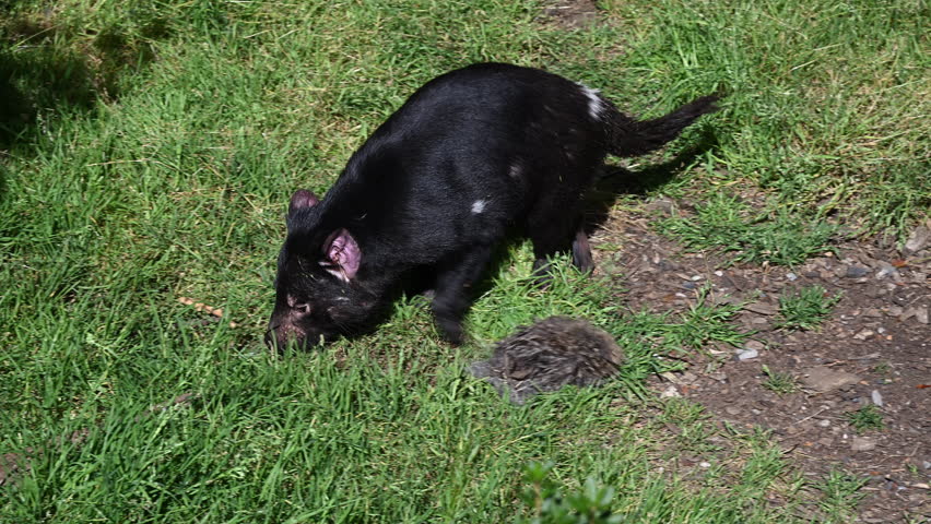 iconic Tasmanian devil, Sarcophilus harrisii, the largest carnivorous marsupial only native to Tasmania and highly endangered species on the brink to extinction