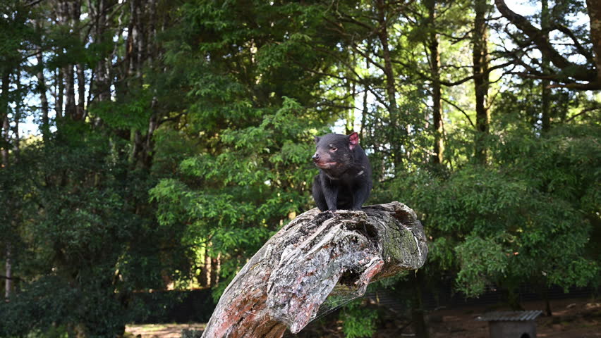 iconic Tasmanian devil, Sarcophilus harrisii, the largest carnivorous marsupial only native to Tasmania and highly endangered species on the brink to extinction