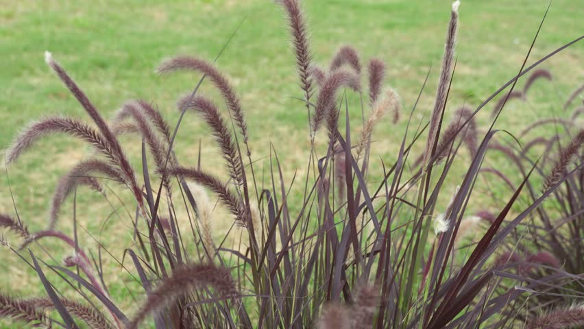 Ornamental grass with fuzzy purple plumes in a landscaped yard