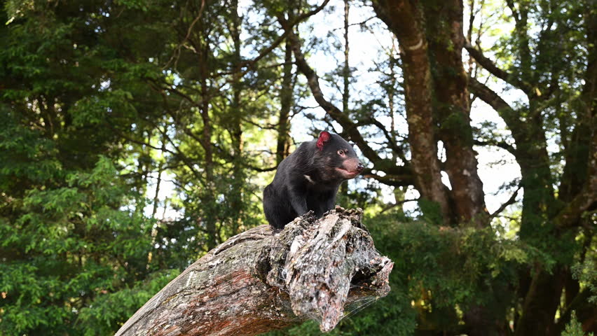 iconic Tasmanian devil, Sarcophilus harrisii, the largest carnivorous marsupial only native to Tasmania and highly endangered species on the brink to extinction