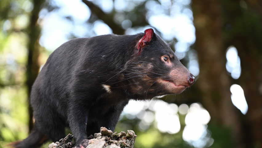 iconic Tasmanian devil, Sarcophilus harrisii, the largest carnivorous marsupial only native to Tasmania and highly endangered species on the brink to extinction