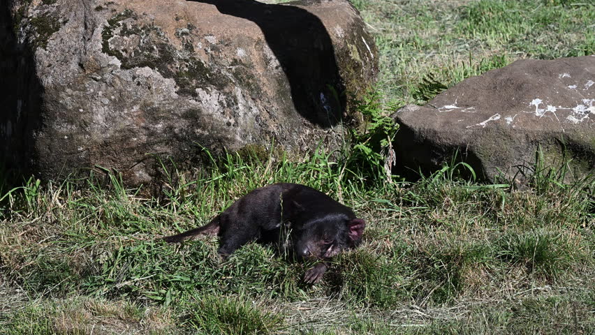 iconic Tasmanian devil, Sarcophilus harrisii, the largest carnivorous marsupial only native to Tasmania and highly endangered species on the brink to extinction