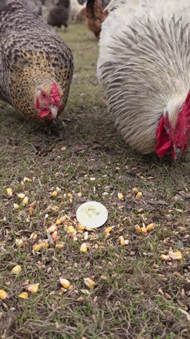 Chickens are pecking corn on the ground but ignoring bitcoin shiner at autumnal day
