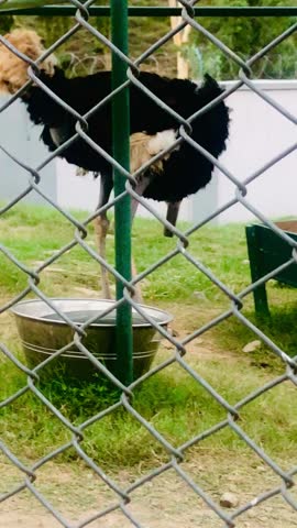 common ostrich (Struthio camelus) behind a wire fence. The ostrich is a large, flightless bird native to Africa.