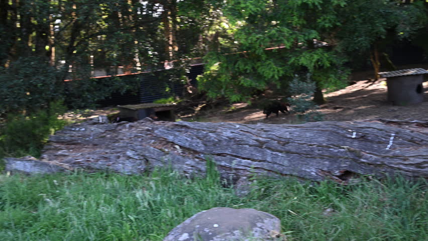 iconic Tasmanian devil, Sarcophilus harrisii, the largest carnivorous marsupial only native to Tasmania and highly endangered species on the brink to extinction