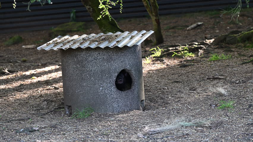 iconic Tasmanian devil, Sarcophilus harrisii, the largest carnivorous marsupial only native to Tasmania and highly endangered species on the brink to extinction in protective enclosure.