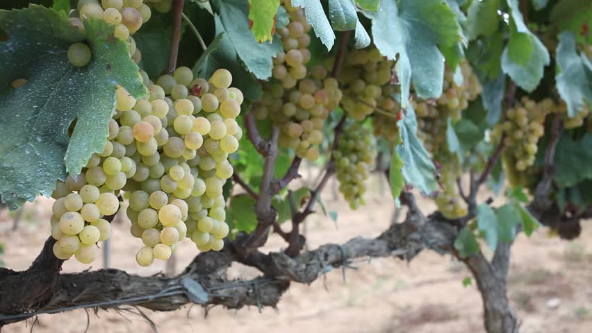 Ripe white grapes hanging on vine in vineyard at sunny day, harvest season