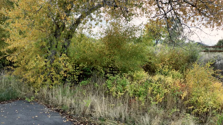 Rising Aerial Reveal Of New Housing Community From Behind A Tree In Autumn At Highland, Utah, USA.
