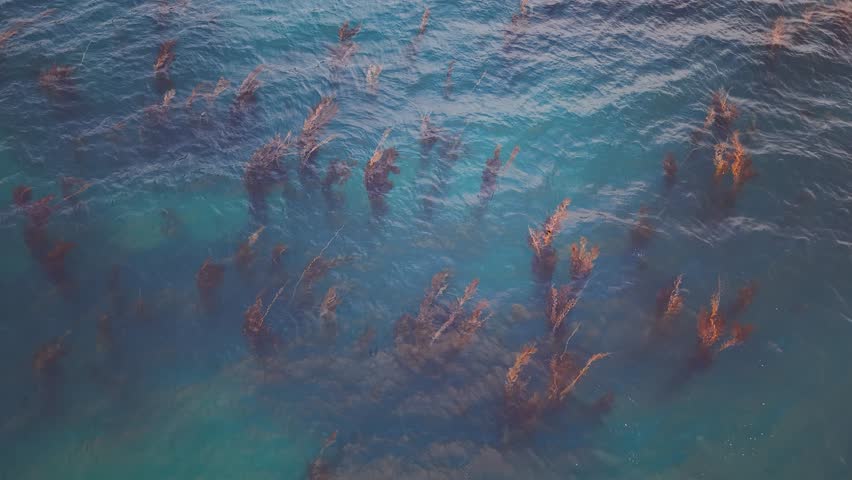 Aerial top-down shot of a dense kelp forest flowing beneath calm, clear ocean water