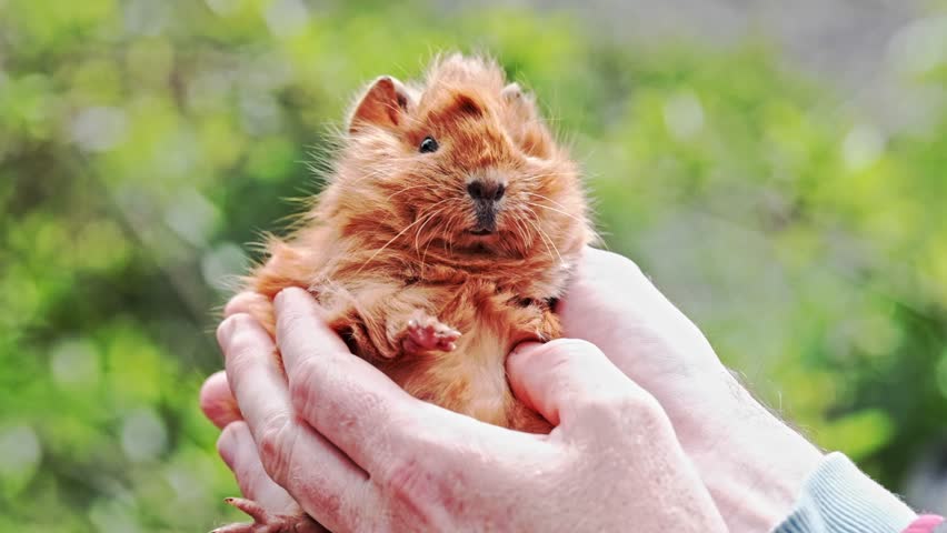 Super cute brown guinea pig being held by a human