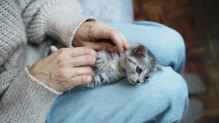 Close-up of a person holding a cute little kitten in their arms