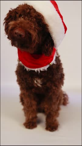 Cute brown curly poodle wearing a santa claus hat sitting on a white background for christmas