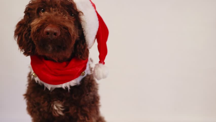 Adorable brown labradoodle wearing a festive christmas santa costume isolated on a white background