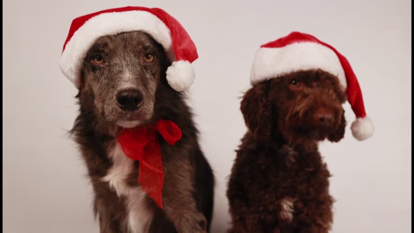 Two cute dogs wearing santa claus hats sitting on an isolated white background for christmas