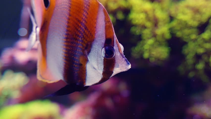 Copperband butterflyfish exploring coral reef in vibrant underwater tropical habitat
