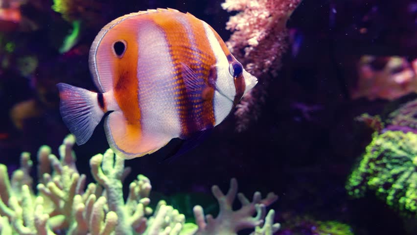 Copperband butterflyfish swimming gracefully near coral reef in blue ocean water