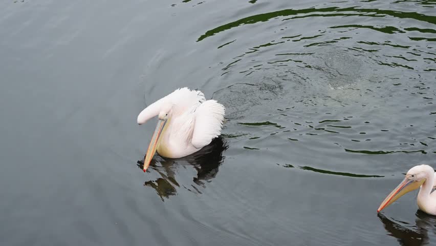 Great white pelican floating on calm lake surface while preening feathers