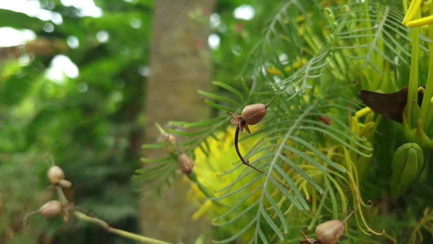 Macro closeup of tropical seed pod with green leaves and yellow flowers in natural background
