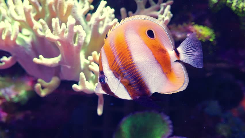 Copperband butterflyfish gliding past coral formations in vibrant marine aquarium