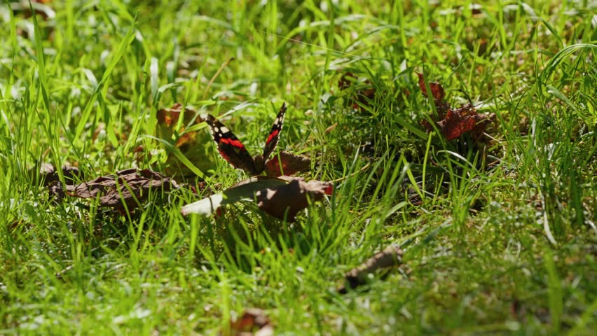 Close-up of a vibrant butterfly with red and black wings resting on green grass in a sunny meadow, showcasing peaceful wildlife in its natural habitat.