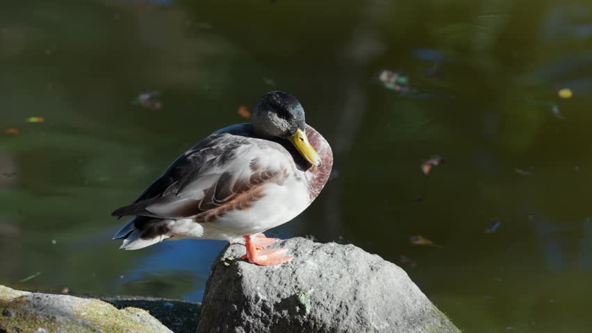 A mallard duck standing calmly on a rock beside a tranquil pond, basking in sunlight with natural reflections in the water, showcasing serene wildlife in a peaceful outdoor setting.