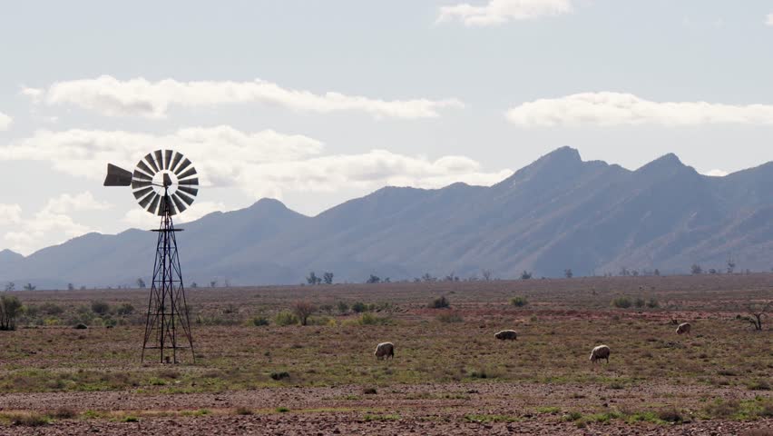 Sheep graze by a windmill on arid Flinders Ranges farmland, South Australia