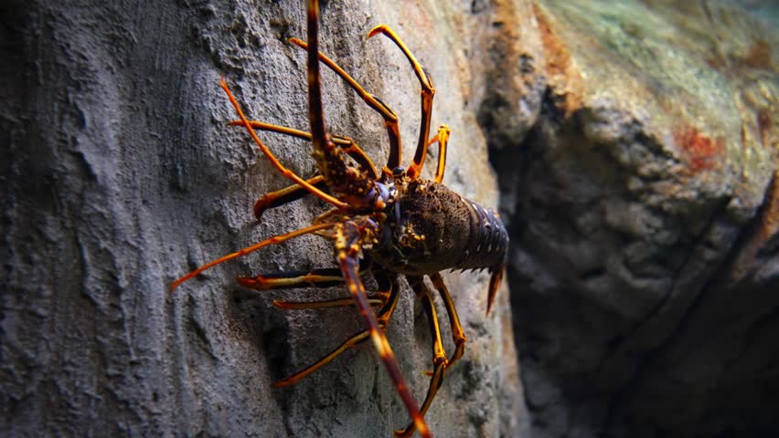 Spiny lobster moving slowly along rocks in underwater marine habitat