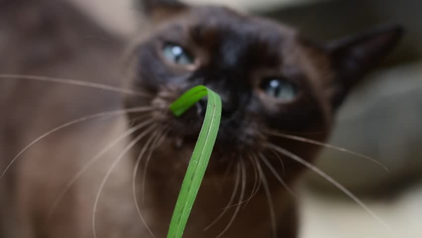 Cat food. Curious Siamese cat chew on green grass natural laxative, showing whiskers and blue eyes close-up