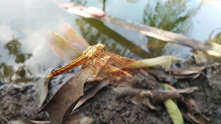 A golden dragonfly perched on a dry leaf at the edge of the still water.
