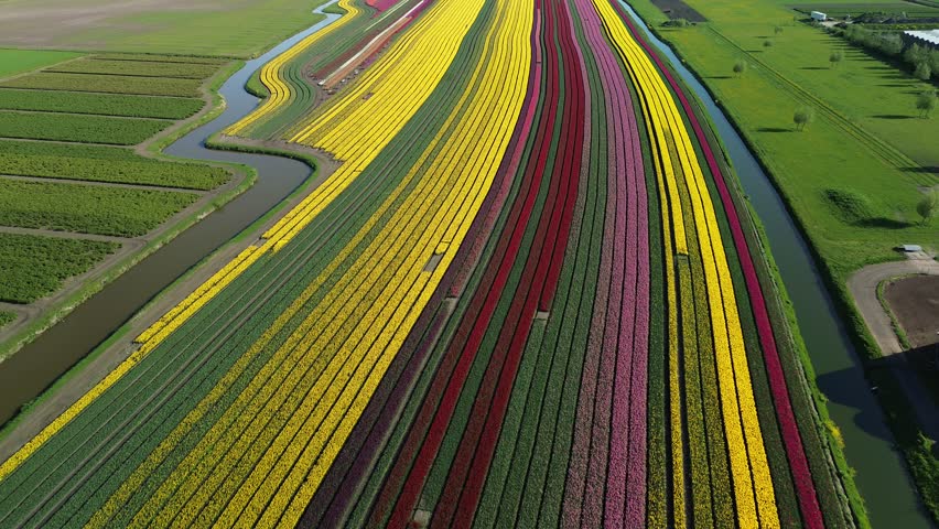 Aerial view of vibrant flower fields displaying a stunning array of colors in neat rows, showcasing the beauty of rural Berkhout, North Holland, Netherlands.