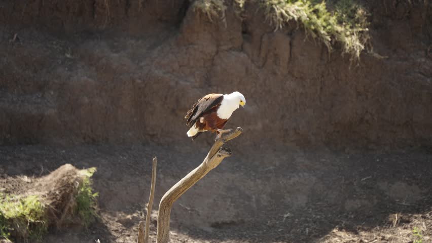 An African fish eagle perched on a branch, calmly resting while observing its surroundings. The bird shows its posture in the wild