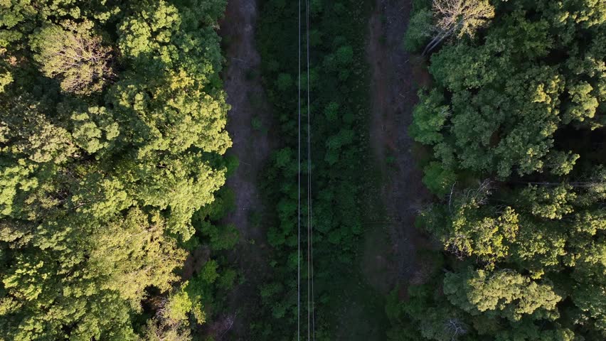 Aerial top down along power poles or electricity pylon between colored trees in America. Sunset time in woodland forest of town. Supplying energy for homes.