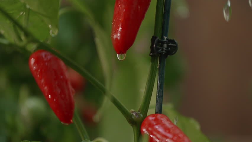 Vibrant red chili peppers hang from green stems, glistening with water droplets in a garden. Sunlight illuminates the fresh produce, showing its healthy growth in the warm season. - Powered by Shutterstock - Get 15% off with code: PIKWIZARD15