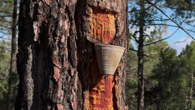 Close-up of a pine bark cut with amber resin dripping into a metal cup - Powered by Shutterstock - Get 15% off with code: PIKWIZARD15