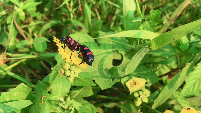 Close-up macro shot of two Mylabris pustulata beetles interacting on a bright yellow flower amid green foliage. Captures natural insect behavior, movement, and pollination in warm morning light.
