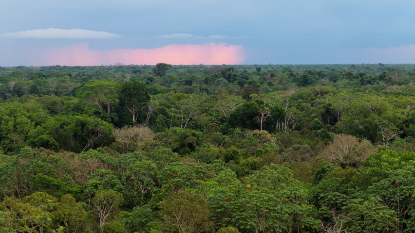 Aerial view of Amazon rainforest canopy. Lush green trees stretching to the horizon under a twilight sky with a distant colorful rain shower
