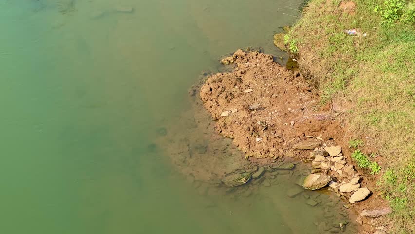 A red-wattled lapwing stands on the muddy riverbank near calm green water, surrounded by rocks and grass, captured in natural daylight showcasing rural wildlife and serene nature.