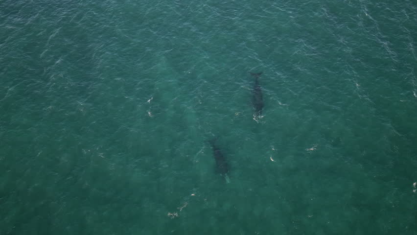 Aerial top down static shot of southern right whales - Eubalaena australis swimming near the surface off Puerto Madryn, Patagonia, Argentina, mammals visible in clear blue ocean water from above