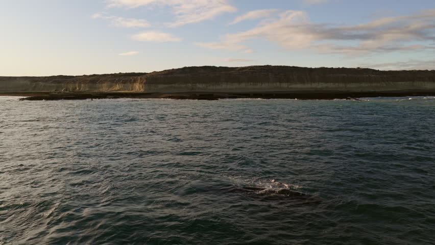 Drone follow shot of southern right whale - Eubalaena australis surfacing and exhaling near the cliffs off Puerto Madryn, Patagonia, Argentina,marine mammal activity in Atlantic waters at golden hour.