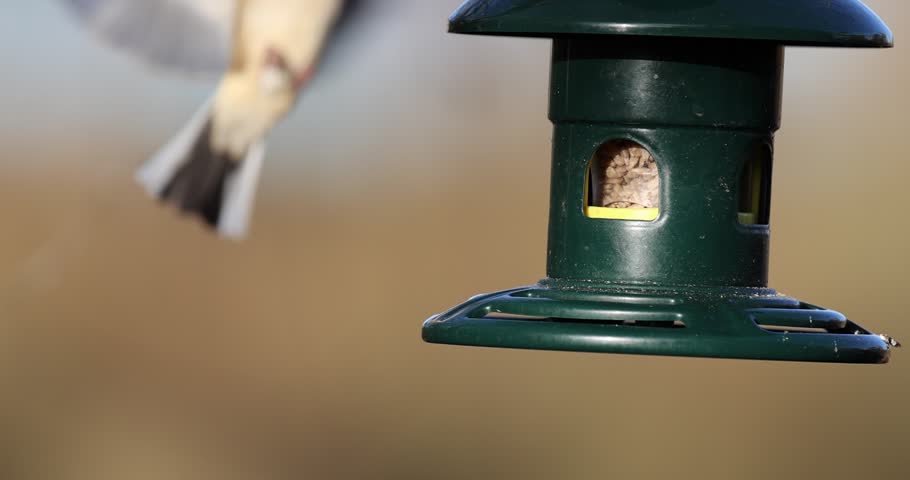 Slow Motion Greenfinch flying up to feeder at 200fps